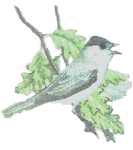 bird blackcap.jpg (6076 bytes)