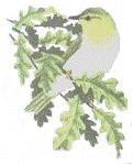 bird wood warbler.jpg (6618 bytes)